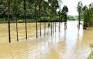 水かさが増した状態が続く江の川＝１５日午前１０時３７分、江津市桜江町大貫