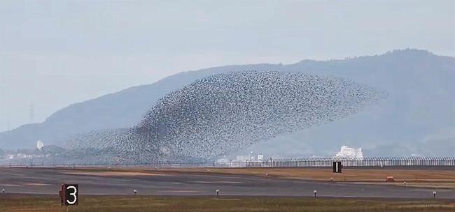 出雲空港滑走路付近で確認されたトモエガモの群れ＝２０２３年１２月１８日、出雲市斐川町沖洲（読者提供）