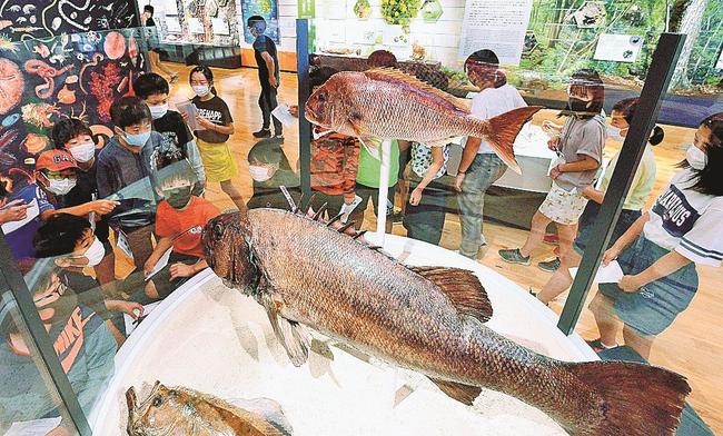 １メートル超の魚のはく製に見入る児童＝島根県隠岐の島町中町、隠岐ジオゲートウェイ