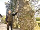 樹齢２００年の築地松に手を掛ける瀬崎勝正さん＝出雲市斐川町三分市