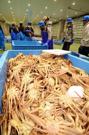 昨シーズン、境漁港に水揚げされたズワイガニ＝２０２１年１１月７日、境港市昭和町