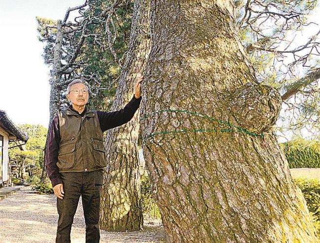 樹齢２００年の築地松に手を掛ける瀬崎勝正さん＝出雲市斐川町三分市