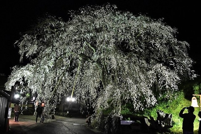 ライトアップされ夜空に浮かび上がる「段部のしだれ桜」＝雲南市加茂町三代