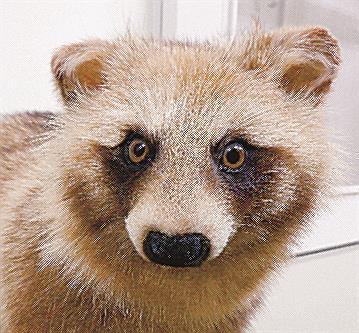 企画展「あなたのとなりのエイリアン―島根の外来生物たち―」 19日