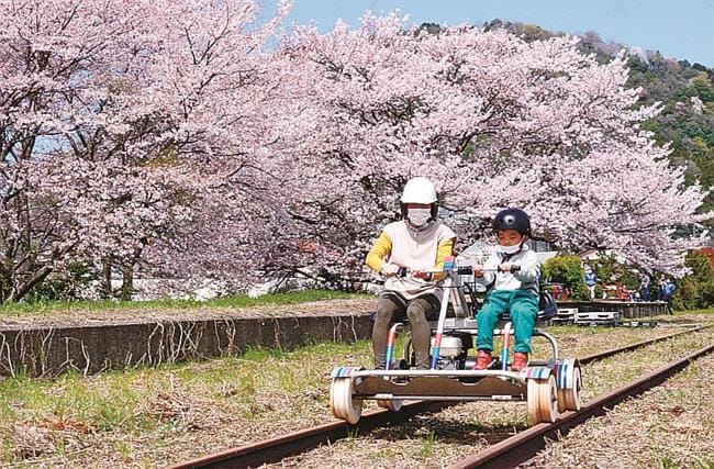 桜を楽しみながらレールバイクを走らせる参加者＝島根県川本町因原、旧ＪＲ三江線因原駅