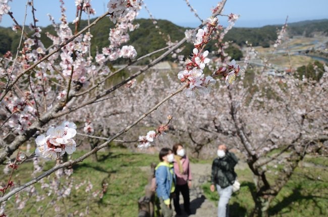満開となった梅の花＝浜田市三隅町三隅、三隅梅林公園