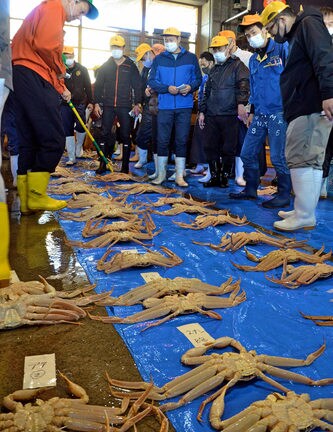 競りにかけられ、次々と落札される松葉ガニ＝鳥取市賀露町西４丁目、鳥取港