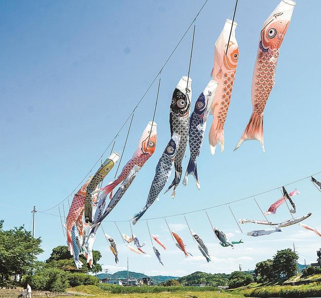 風に吹かれながら泳ぐこいのぼり＝松江市八雲町日吉、日吉親水公園