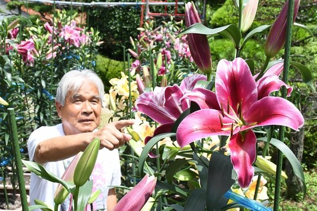 カサブランカの開花状況を確認する栗間良夫さん＝雲南市大東町西阿用