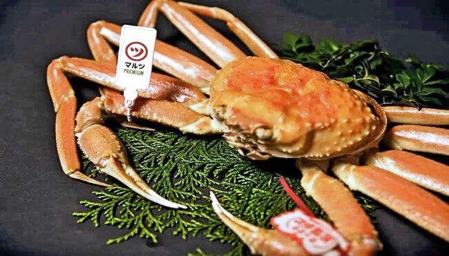 マルツが立ち上げた「マルツＰＲＥＭＩＵＭ」のタグを付けたズワイガニ（提供）