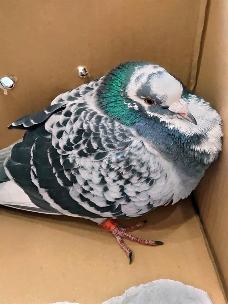 迷いレース鳩 奇跡の帰還 富山から流れ流れて島根に… 松江総合医専で