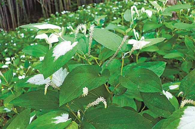 葉の半分が白く染まったハンゲショウ＝益田市喜阿弥町