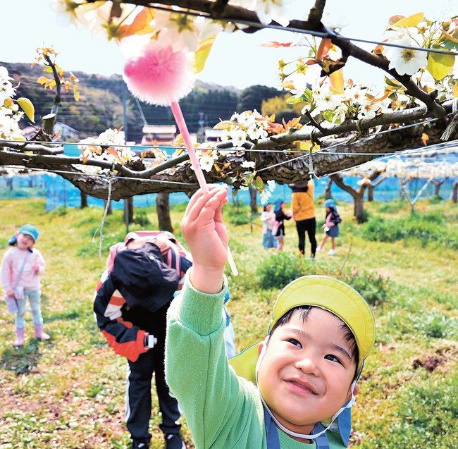 花粉付けを体験する園児＝出雲市芦渡町