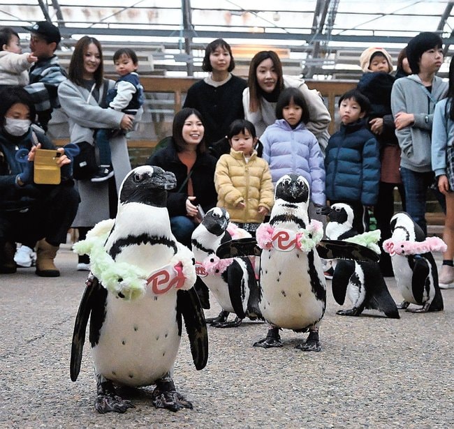 えとの「巳」にちなんだヘビのマフラーを着けて散歩するケープペンギン＝松江市大垣町、松江フォーゲルパーク