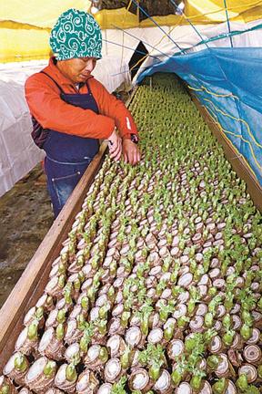 タラの芽を収穫する登米宏臣さん＝島根県津和野町青原