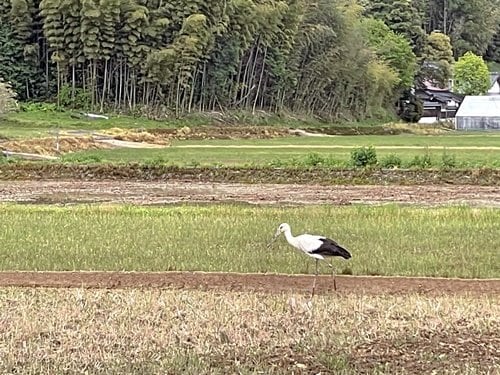 田園で餌を探すコウノトリ＝４月１８日、松江市上佐陀町