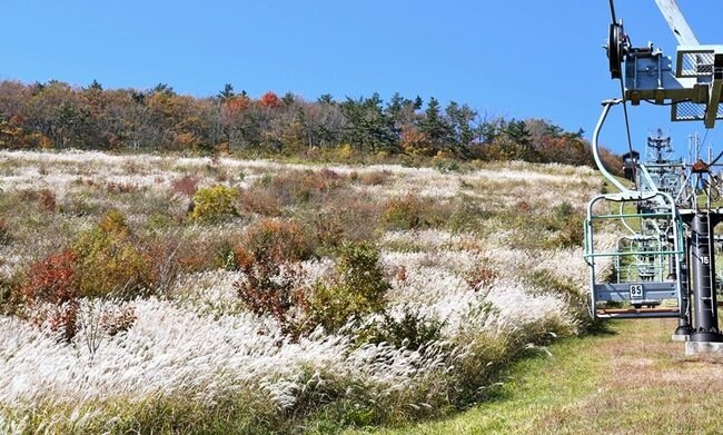色付いた三瓶山はススキの草原も見ごろを迎えている＝大田市三瓶町、東の原の三瓶観光リフ