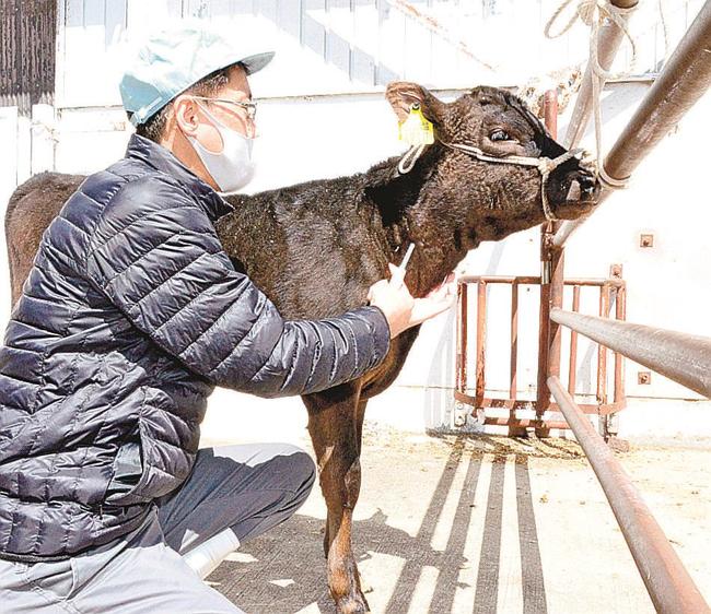 雌子牛の血液を採取する鳥取県畜産試験場の職員＝同県琴浦町松谷、県畜産試験場