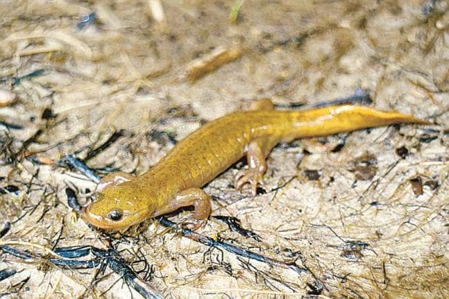 岩田貴之さんらが発見した新種「Ｈｙｎｏｂｉｕｓ　ｋｕｎｉｂｉｋｉ（イズモサンショウウオ）」（岩田貴之さん提供）