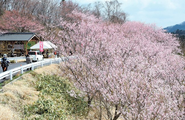 開花し始めた桜＝大田市三瓶町