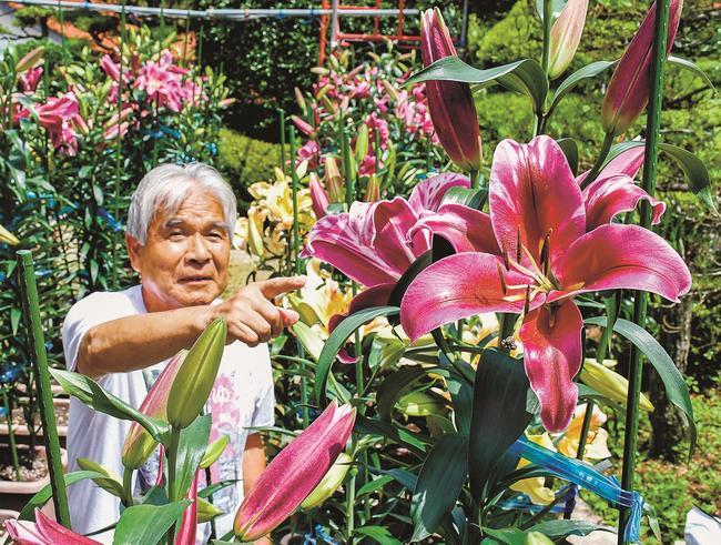 カサブランカの開花状況を確認する栗間良夫さん＝雲南市大東町西阿用