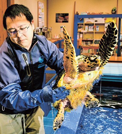 引き渡しのため水槽から引き上げられるタイマイ＝鳥取市賀露町西３丁目、かにっこ館