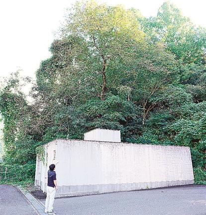 クマが目撃された木＝島根県川本町川本、県川本合同庁舎