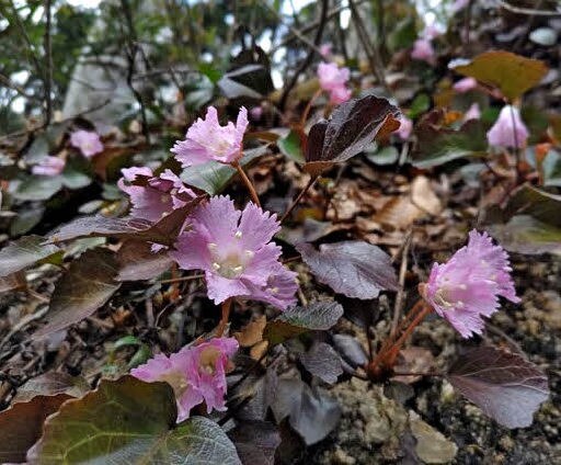 伯州山（１０４４メートル）のイワウチワ
