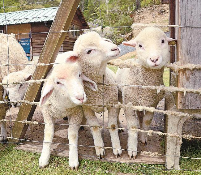 愛くるしい姿が人気の子羊たち＝出雲市佐田町一窪田、吉栗の郷