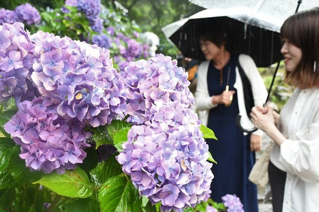 雨に映え美しさが引き立つアジサイの花＝松江市外中原町、月照寺
