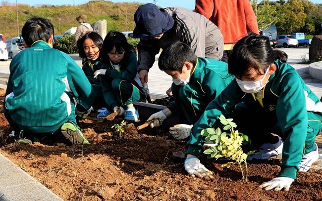 ハマナスの苗を丁寧に植える児童たち＝島根県隠岐の島町岬町、隠岐空港