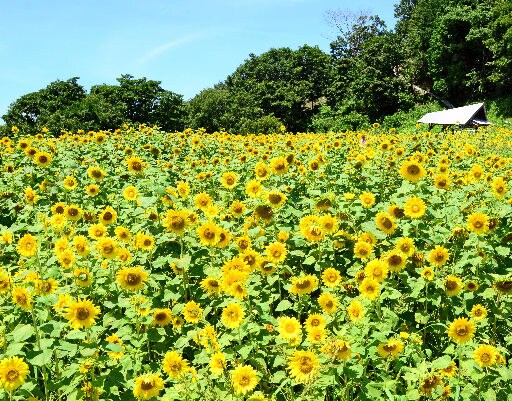 朝刊先読み 高台に広がるヒマワリ４万本 浜田市三隅町 山陰中央新報デジタル
