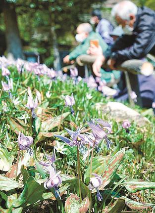 開花のピークを迎えたカタクリの花＝島根県吉賀町樋口