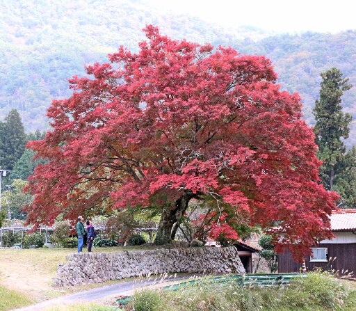 赤く色づいたモミジの大木＝島根県津和野町山下