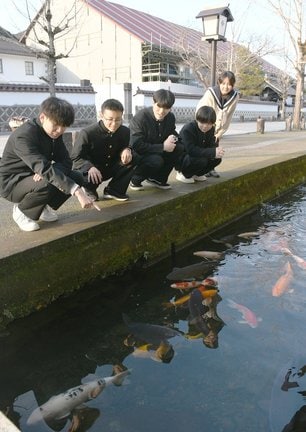 コイを見守る津和野高校の生徒＝島根県津和野町後田、殿町通り