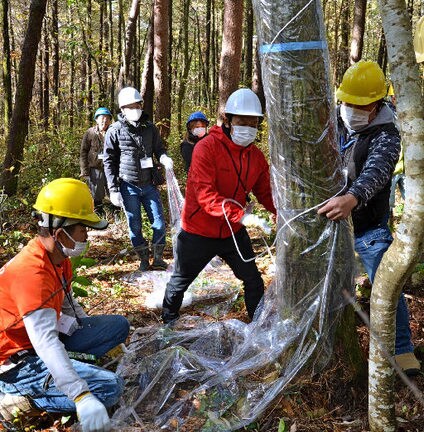 幹にシートを巻き付ける参加者＝鳥取県伯耆町岩立