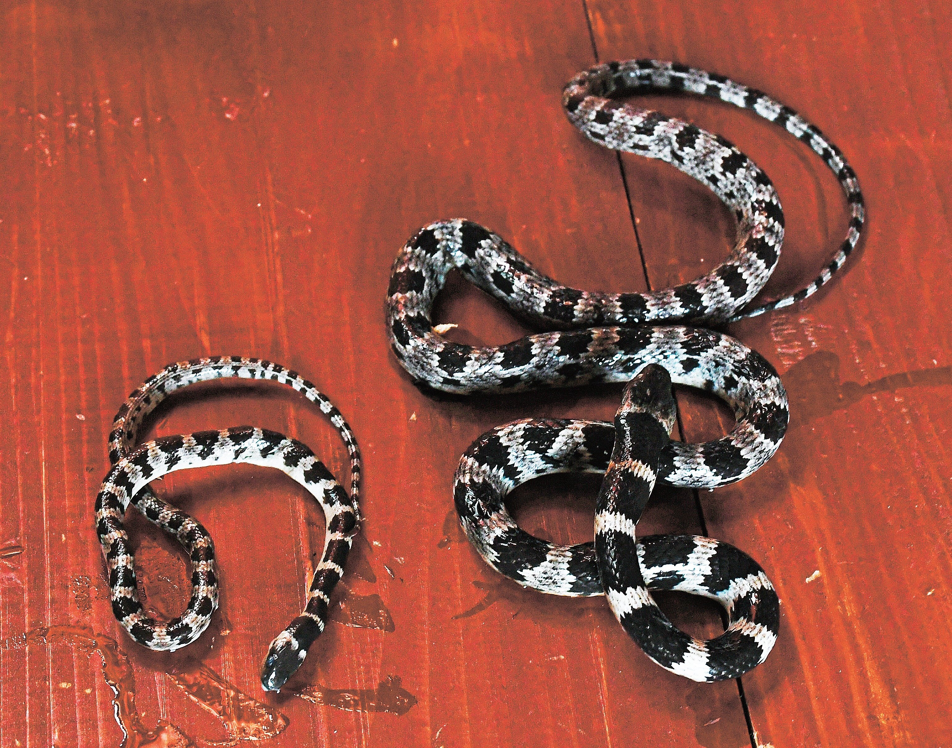 シロマダラ　蛇 幻のヘビ」隠岐で次々発見 島根県の準絶滅危惧種シロマダラ | 山陰中央