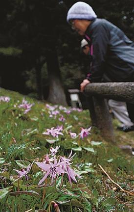 見頃を迎えたカタクリの花を楽しむ人たち＝島根県吉賀町樋口