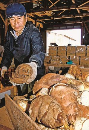 手際よくタケノコを仕分ける組合員=安来市島田町、島田加工農業協同組合