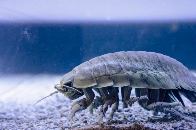 ダイオウグソクムシ(写真はイメージ)