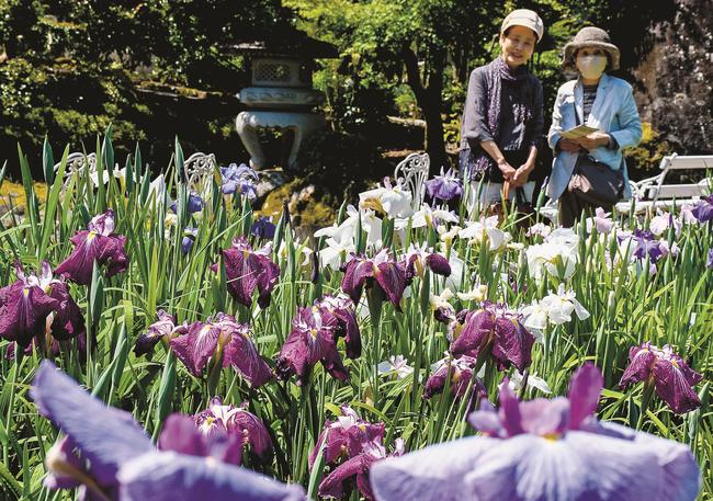 見頃を迎えたハナショウブを楽しむ来園者=雲南市木次町平田、石照庭園