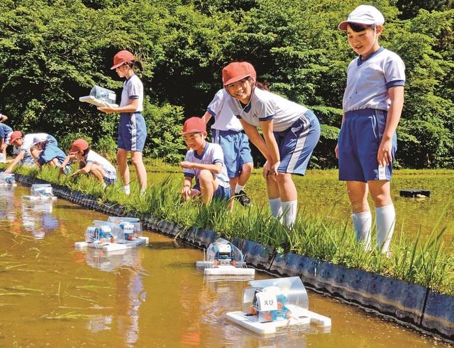 自分でプログラミングしたアイガモロボットを水田に浮かべる弥栄小児童＝浜田市弥栄町稲代