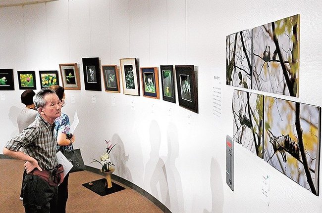山野草や野鳥の写真を鑑賞する来場者＝安来市安来町、和鋼博物館市民ギャラリー