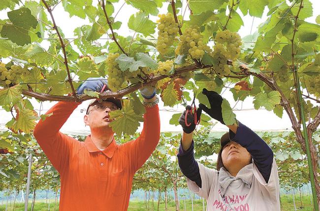 収穫作業に汗を流す利用者たち=雲南市加茂町南加茂、尺の内農園