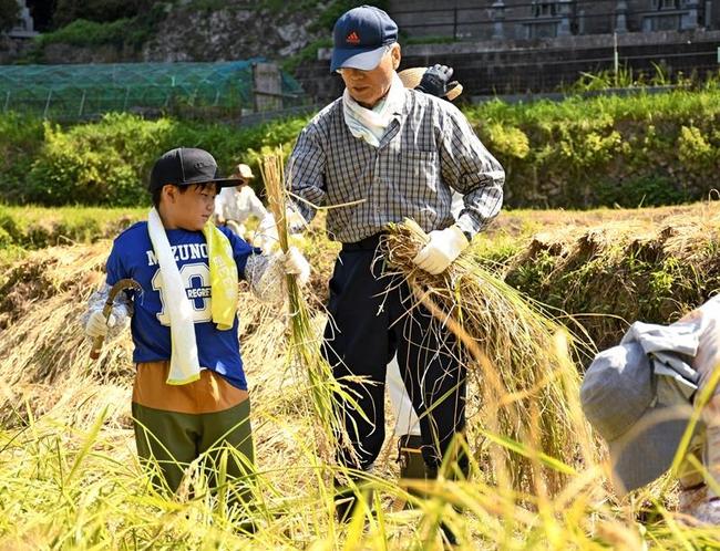 黄金に実った稲を手刈りする子ども