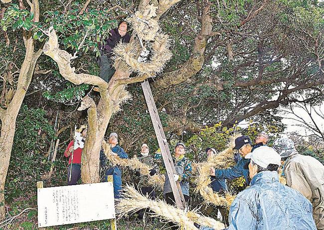 神木にわらでできた蛇を巻き付ける住民＝島根県知夫村