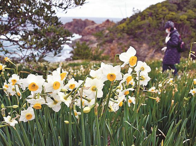 日本海をバックに花を咲かせたニホンスイセン＝益田市西平原町、唐音水仙公園
