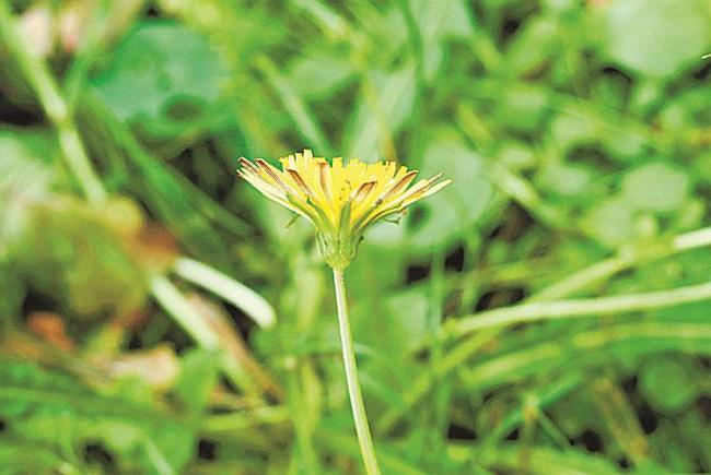 セイヨウタンポポの綿毛（高知県立牧野（まきの）植物園提供）
