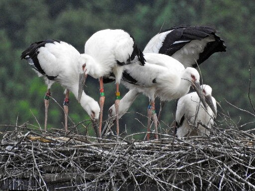 愛称が決定したコウノトリの幼鳥=雲南市大東町仁和寺、市立西小学校(同小提供)