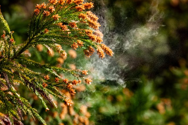 なぜスギを植えるのか?農林水産省が解説